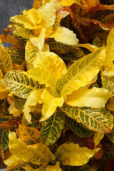 Yellow Garden Croton (Codiaeum variegatum (L.) Blume) — Stock Photo, Image