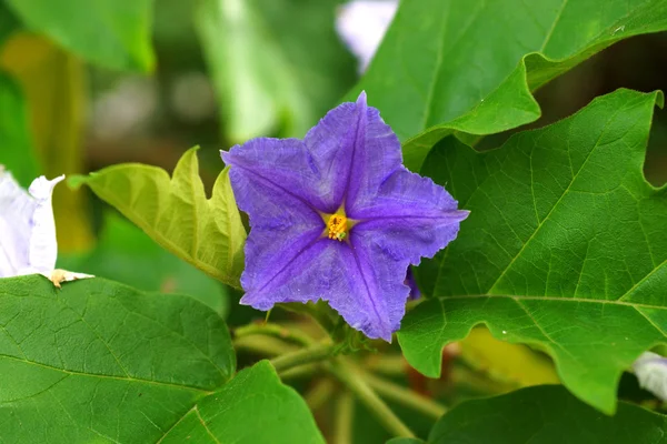 Braziliaanse aardappel boom, aardappel boom. — Stockfoto