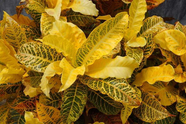 Yellow Garden Croton (Codiaeum variegatum (L.) Blume) — Stock Photo, Image