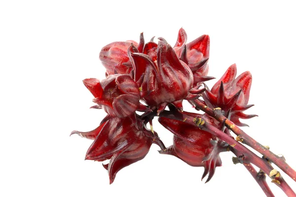 Hibiscus sabdariffa oder roselle Früchte — Stockfoto