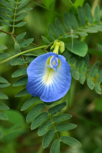 蝶エンドウ豆の花 — ストック写真