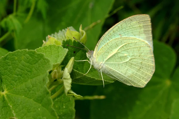 Butterfly parning — Stockfoto