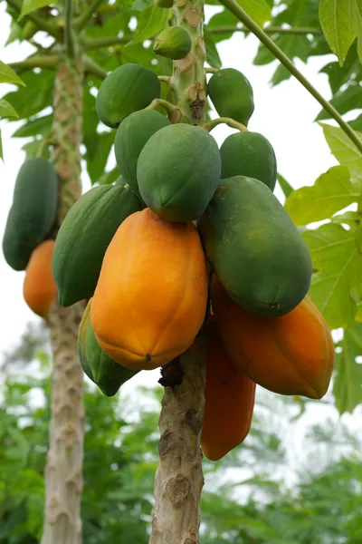 Ripe and raw papaya on the tree. — Stock Photo, Image