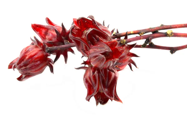 Hibiscus sabdariffa oder roselle Früchte — Stockfoto