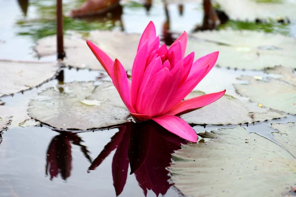 Seerose, Lotus — Stockfoto