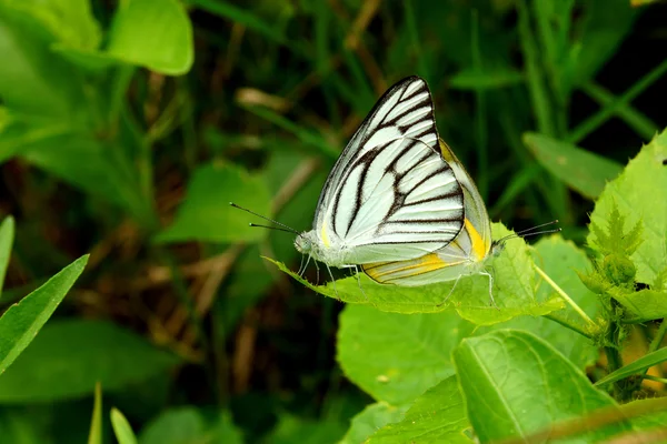 Butterfly parning — Stockfoto