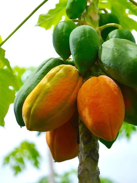 Ripe and raw papaya on the tree. — Stock Photo, Image