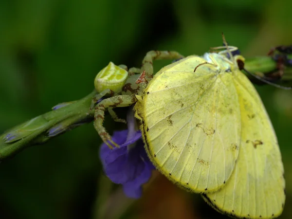 Spider giardino giallo con preda . — Foto Stock