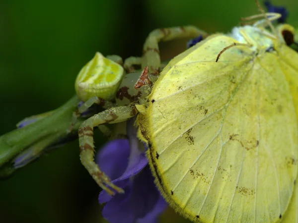 Yellow Garden Spider with Prey. — Stock Photo, Image