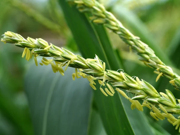 Fleur de maïs . — Photo