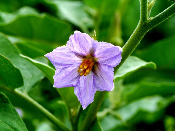 Fioletowy kwiat roślin jaj, chionathus parkinonii — Zdjęcie stockowe