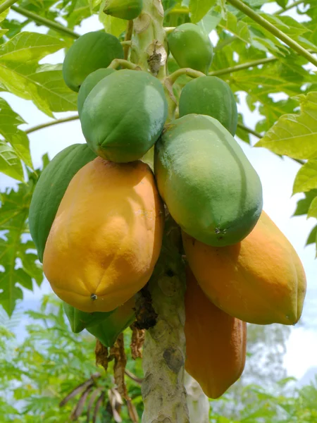 Ripe and raw papaya on the tree. — Stock Photo, Image