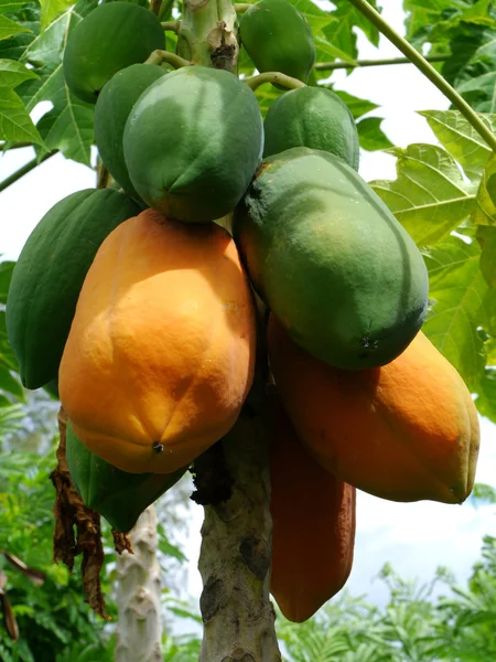 Ripe and raw papaya on the tree. — Stock Photo, Image
