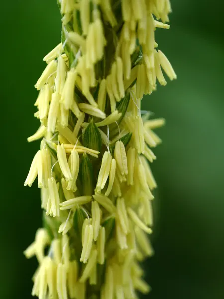 トウモロコシの花. — ストック写真