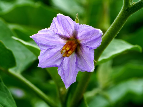 Lila virág a tojásgyümölcs, chionathus parkinonii — Stock Fotó
