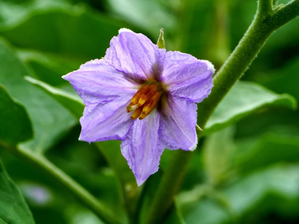 Fialový květ vejce závodu, chionathus parkinonii — Stock fotografie