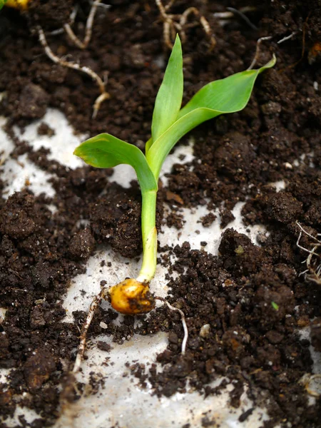 Unga majs planta — Stockfoto