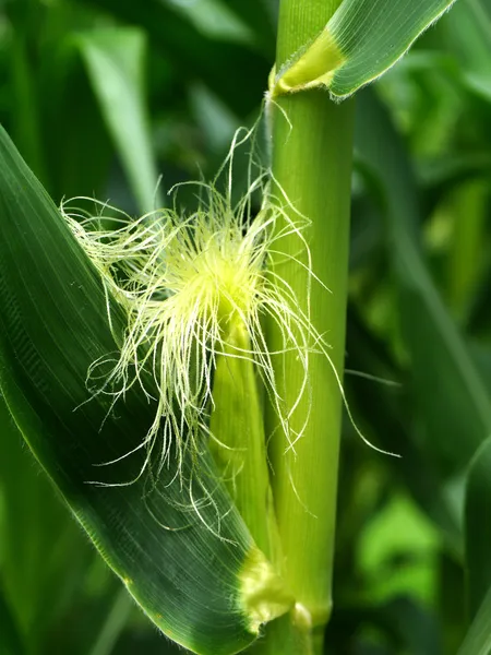 Corn flower. — Stock Photo, Image