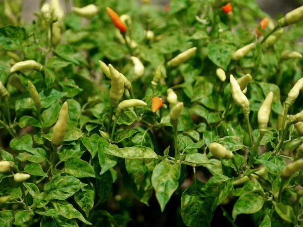 Chilli pepper plant, very hot. (Chilli Padi, Bird's Eye Chilli) — Stock Photo, Image