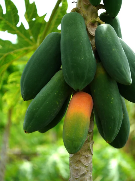 Ripe and raw papaya on the tree. — Stock Photo, Image