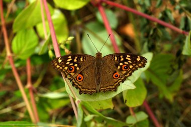 limon pansy (junonia lemonias)