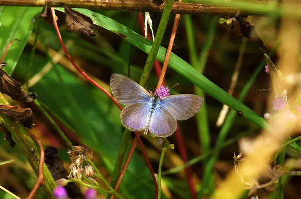 Pale Grass Blue (Pseudozizeeria maha) — Stock Photo, Image