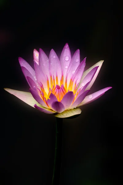 Water lily, lotus — Stock Photo, Image