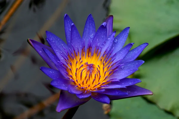 Water lily, lotus — Stock Photo, Image