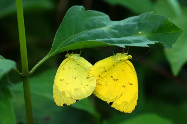 橙色的移民 （catopsilia 锡拉) — 图库照片