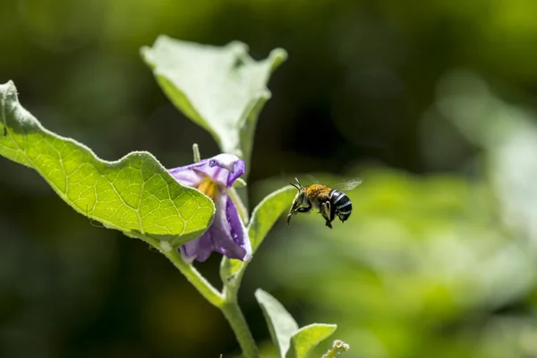 Biet flyger att blomma. — Stockfoto