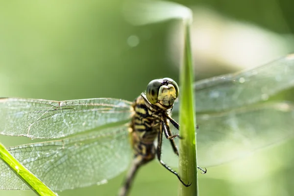 Immagine ravvicinata di una libellula — Foto Stock