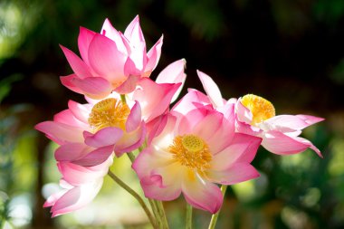 sabah çiçek açan lotus çiçeği.