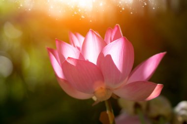 sabah çiçek açan lotus çiçeği.