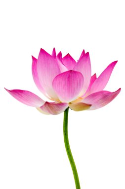 ayrı tutma beyaz zemin üzerine çiçek açan lotus çiçeği.