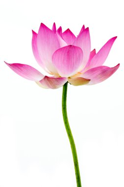 ayrı tutma beyaz zemin üzerine çiçek açan lotus çiçeği.
