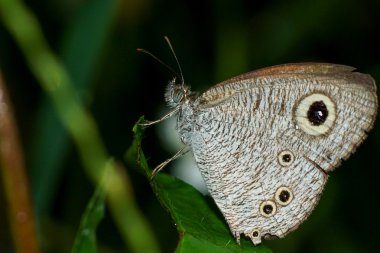 Karanlıkta kelebek.