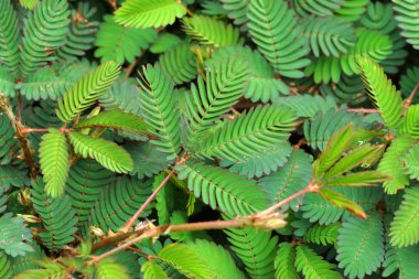 Hassas bitki ( mimoza pudica )