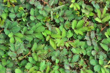 Hassas bitki ( mimoza pudica )