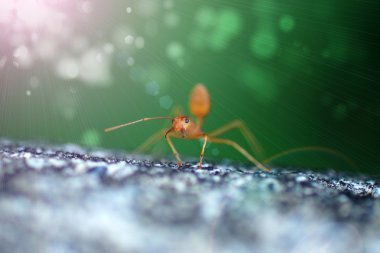 kırmızı veya sarı karınca. (bilimsel adı oecophylla smaragdina kumaş
