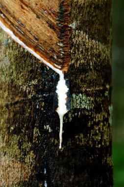 sütlü lateks bir kauçuk ağacı (hevea brasiliensis) ekstre