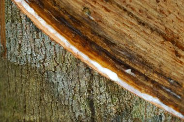 sütlü lateks bir kauçuk ağacı (hevea brasiliensis) ekstre