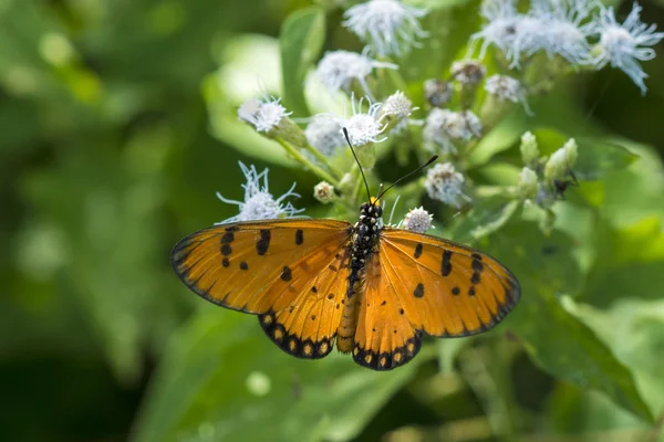 Turuncu kelebek adı sarımsı kahverengi coster (acraea violae) — Stok fotoğraf