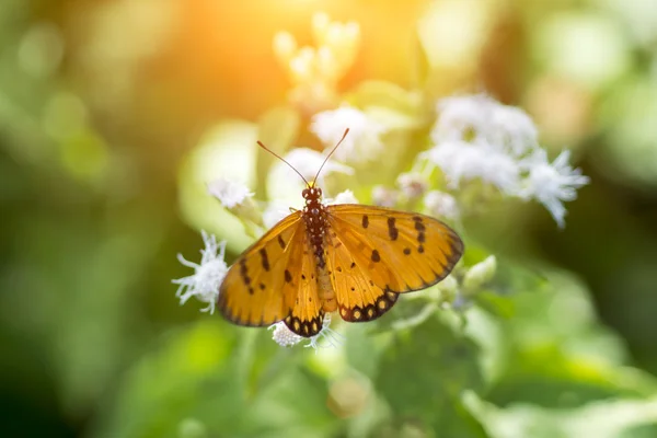 オレンジ色の蝶名黄褐色コスター （acraea violae) — ストック写真