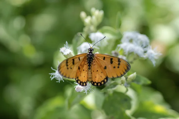 オレンジ色の蝶名黄褐色コスター （acraea violae) — ストック写真
