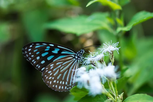 Nome da borboleta Tigre de chocolate (Parantica melaneus ) — Fotografia de Stock