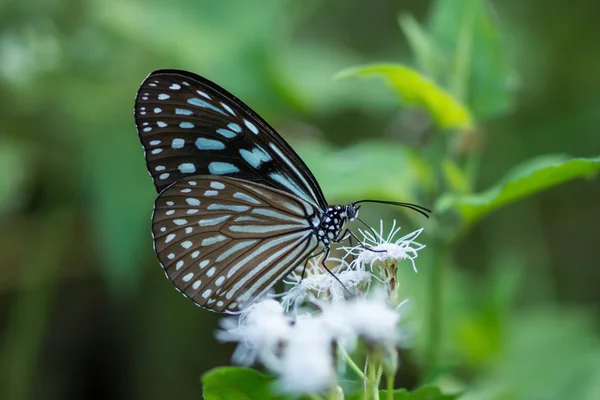 Motýlí jméno čokoládová tygr (parantica melaneus) — Stock fotografie