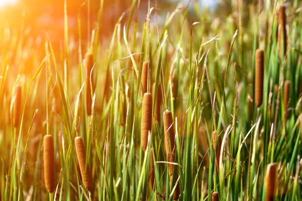 Bulrush vermelho entre folha verde — Fotografia de Stock