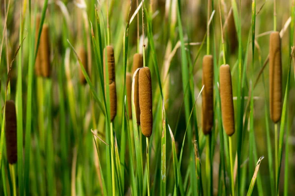 Red bulrush amongst green sheet — Stock Photo, Image