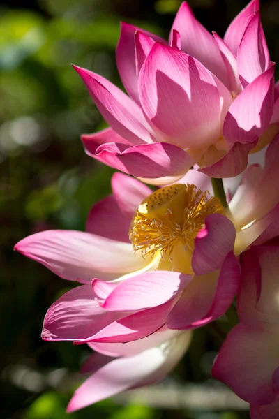 Цветущий цветок лотоса утром . — стоковое фото