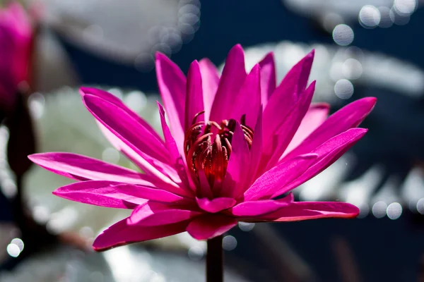 Water lily blooming in the morning. — Stock Photo, Image